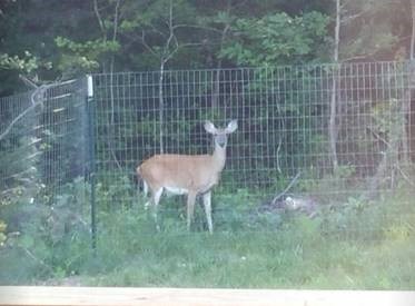 deer-from-trail-cam