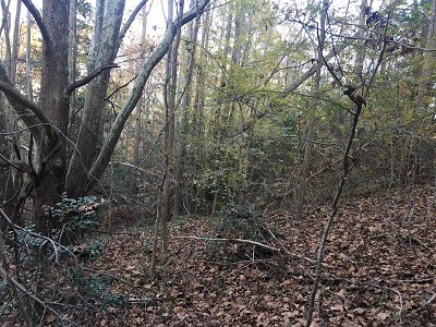 shady-forest